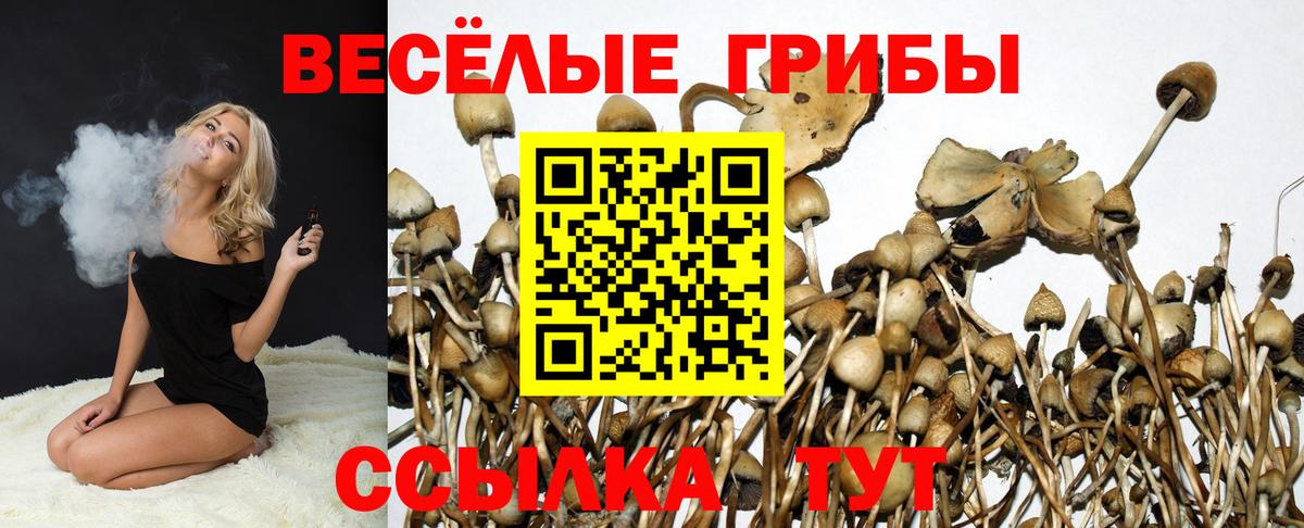 Псилоцибиновые грибы Psilocybine cubensis Ессентуки